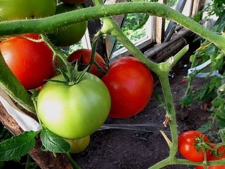 Миниатюра изображения сорта Какаду