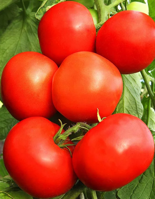 Алые Паруса