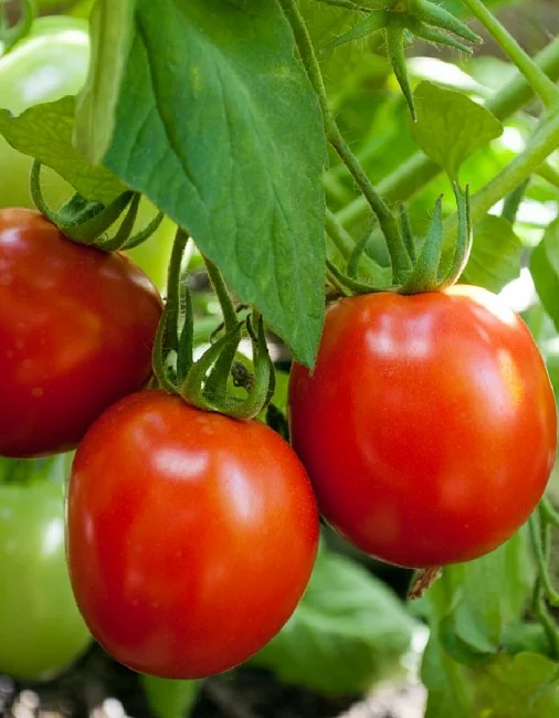 Миниатюра изображения сорта Канопус 