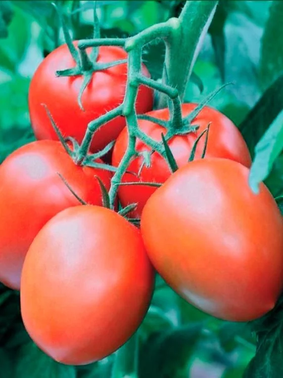 Миниатюра изображения сорта Канопус 