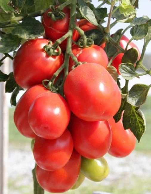 Миниатюра изображения сорта Каскадный УД