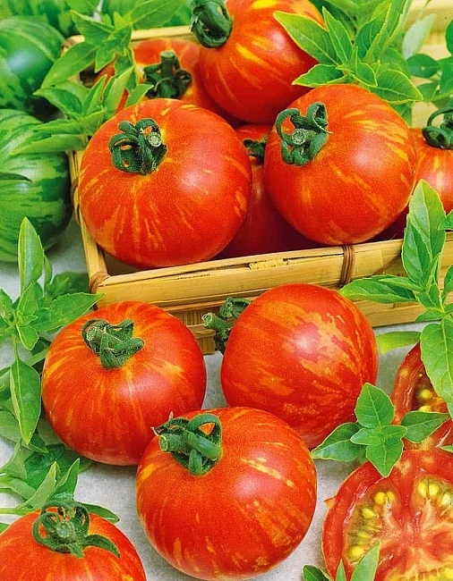 Миниатюра изображения сорта Китайка медовая 