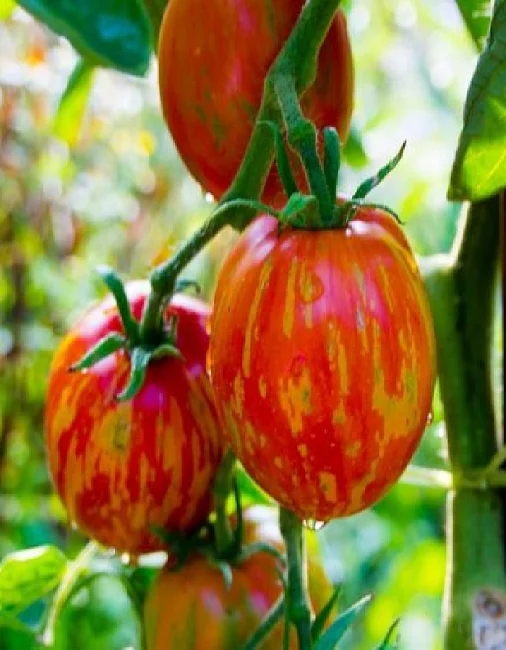 Миниатюра изображения сорта Клеопатра