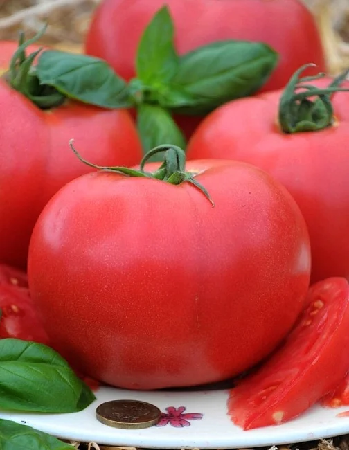 Миниатюра изображения сорта Король гигантов