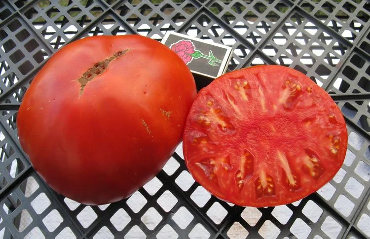 Миниатюра изображения сорта Король гигантов