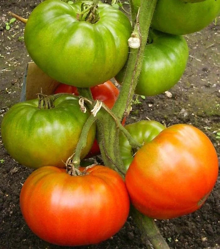 Миниатюра изображения сорта Король ранних