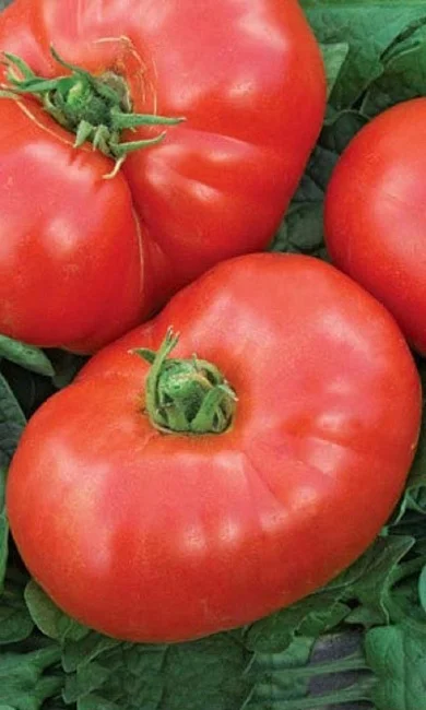 Миниатюра изображения сорта Космонавт Волков