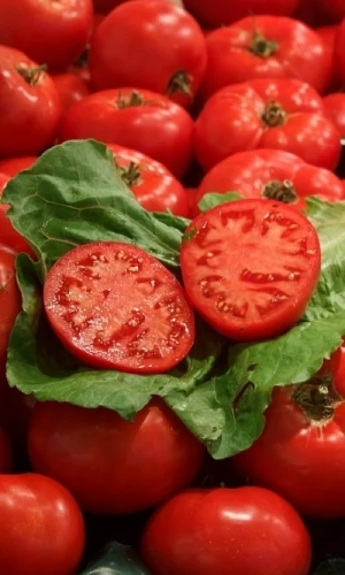 Миниатюра изображения сорта Крайний Север