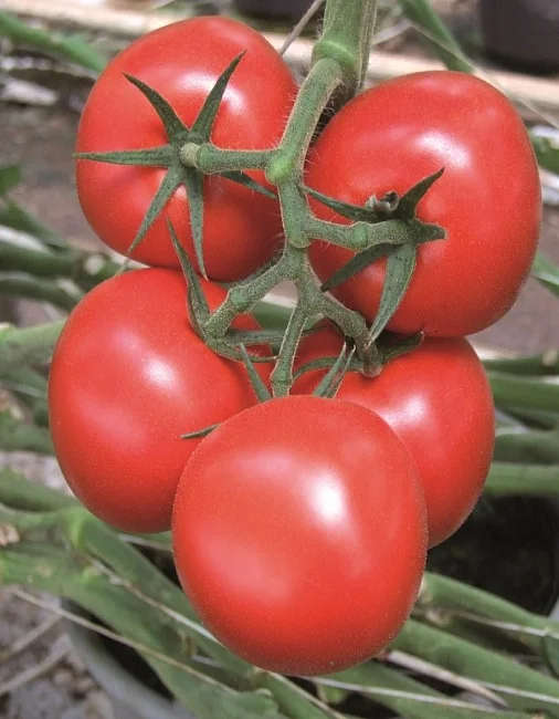 Красная Комета