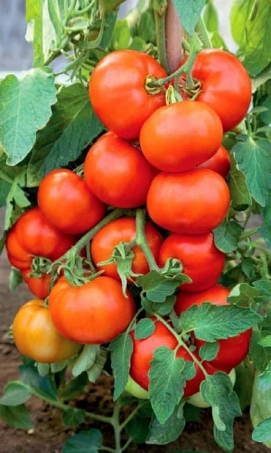 Красный Олигарх