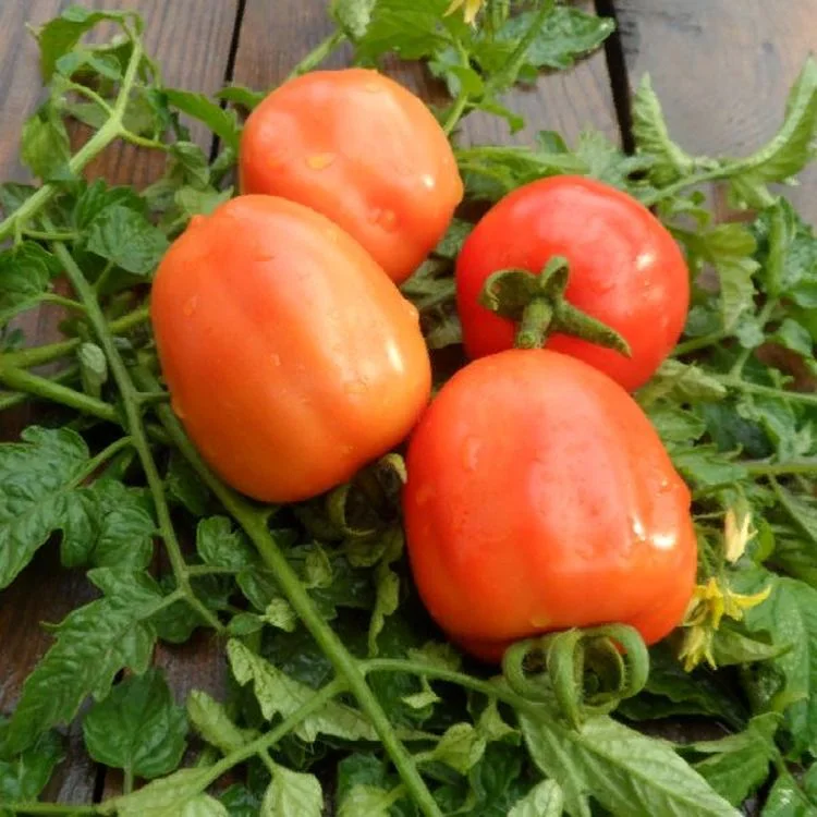 Миниатюра изображения сорта Кубышка