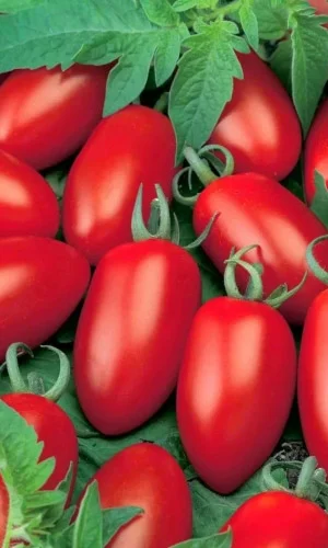 Миниатюра изображения сорта Кураж 