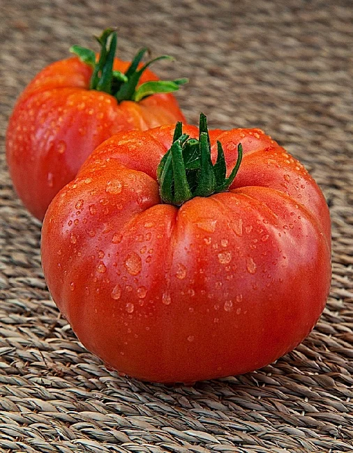 Миниатюра изображения сорта Ленинградский гигант 