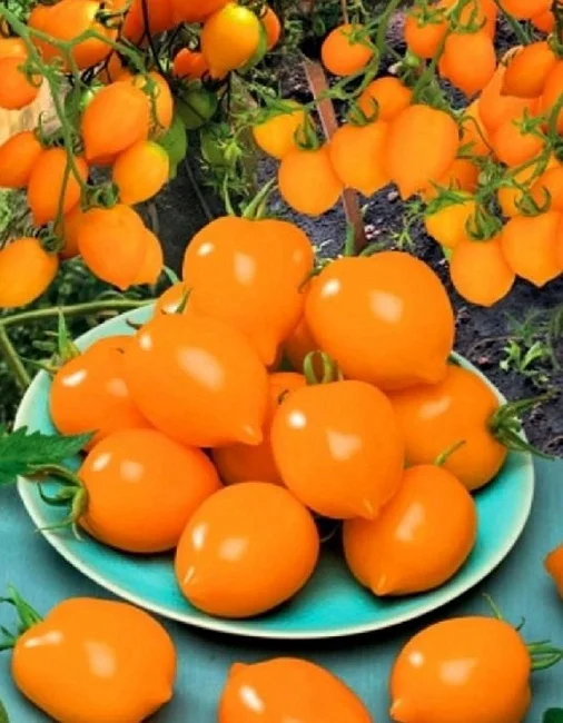 Лимонадный Джо