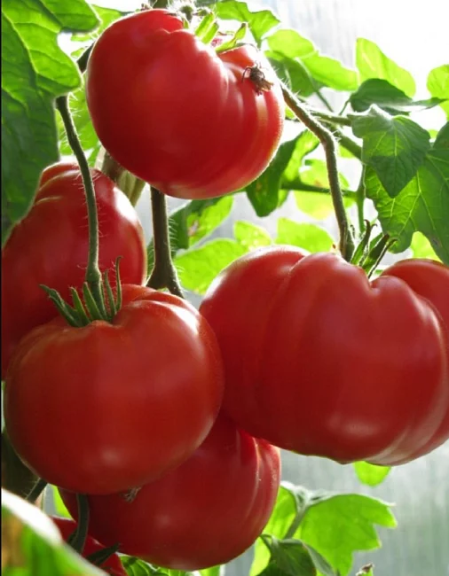 Миниатюра изображения сорта Андреевский Сюрприз