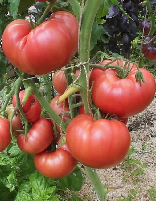 Любовь Земная