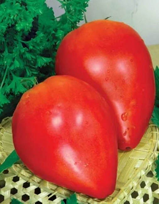 Любящее Сердце