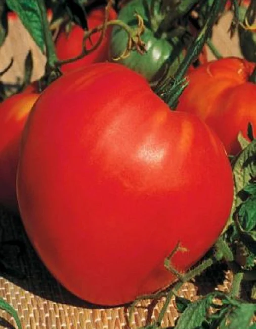 Миниатюра изображения сорта Майор