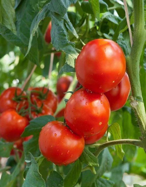 Миниатюра изображения сорта Майский 