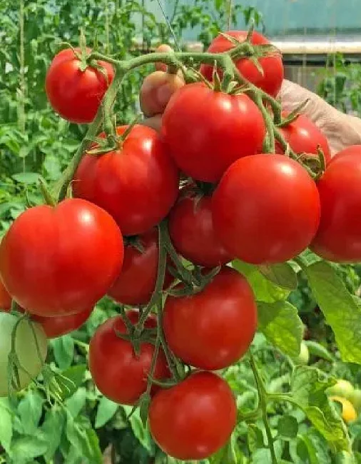 Миниатюра изображения сорта Анита 