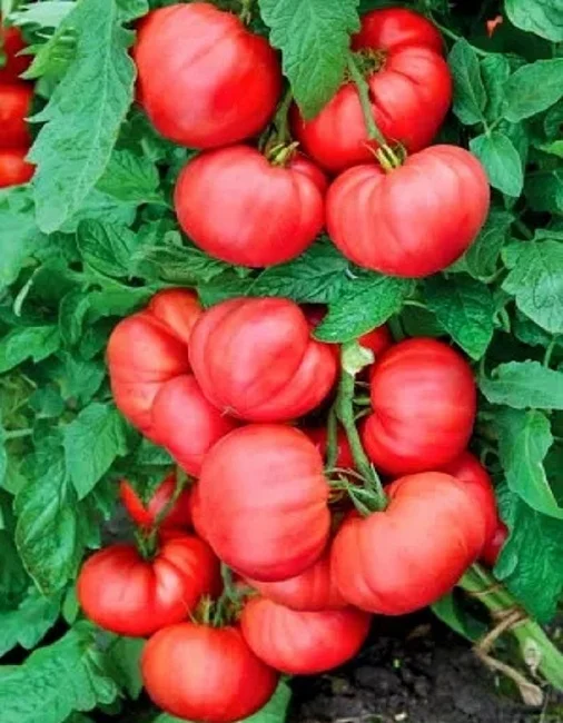 Малиновый Восторг