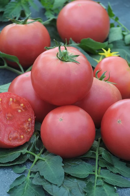 Миниатюра изображения сорта Малиновый шар