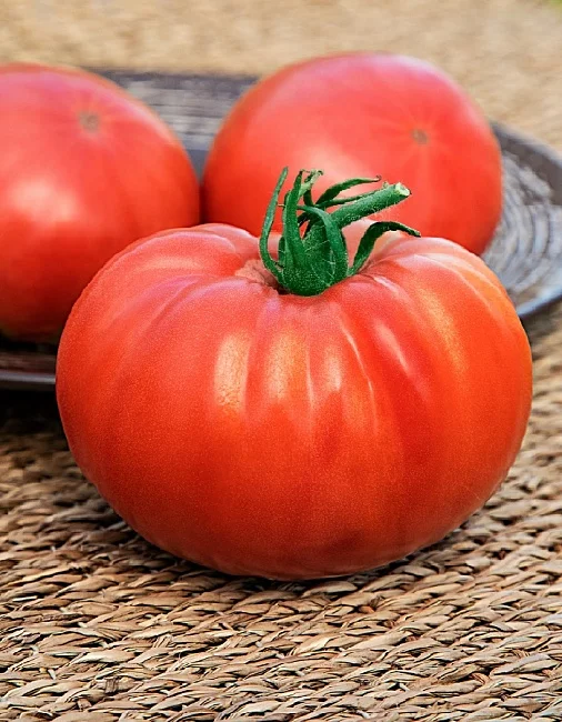 Миниатюра изображения сорта Мегадор 