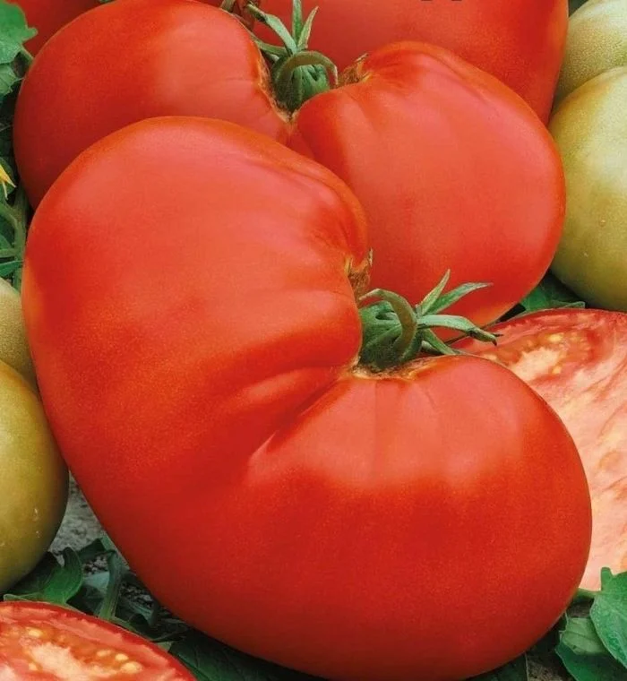 Миниатюра изображения сорта Медвежья лапа 