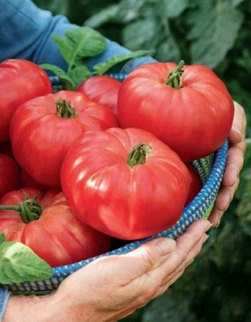 Миниатюра изображения сорта Медовый