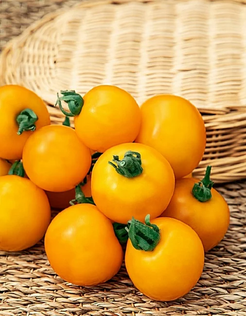 Миниатюра изображения сорта Миловичка 