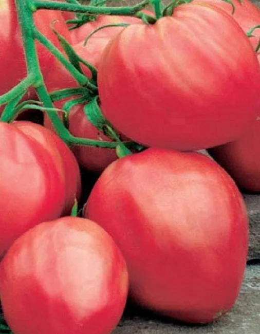 Миниатюра изображения сорта Мишка косолапый