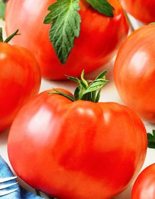 Миниатюра изображения сорта Монгольский карлик