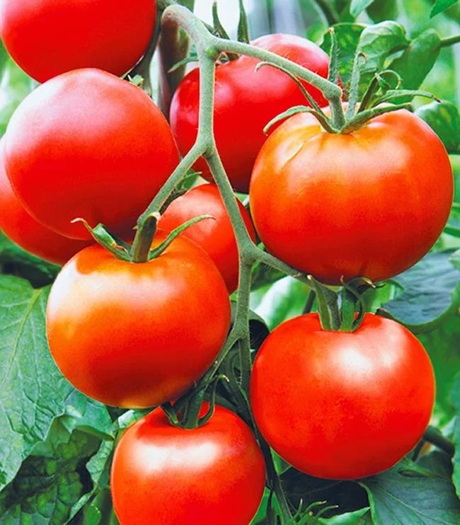 Миниатюра изображения сорта Надежда 