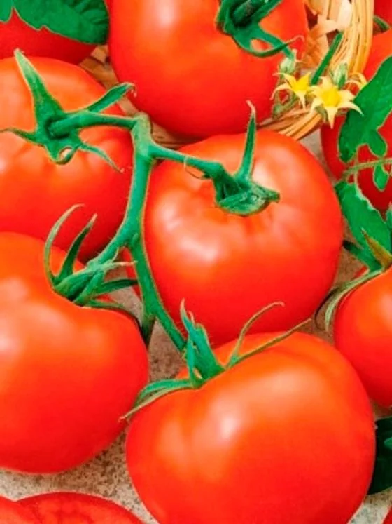 Миниатюра изображения сорта Никола