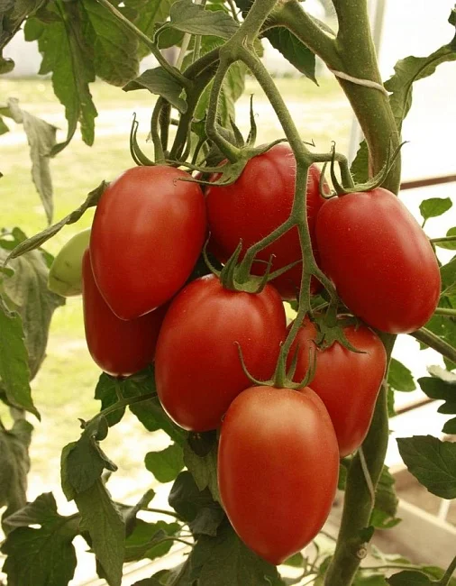 Миниатюра изображения сорта Новичок