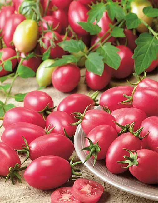 Миниатюра изображения сорта Новичок розовый