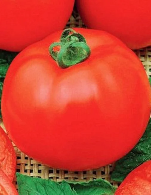 Новый Принц