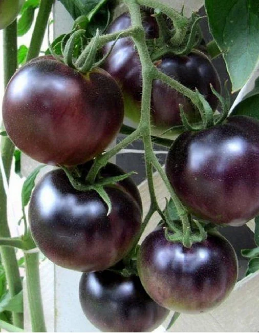 Миниатюра изображения сорта Нуар коктейль 