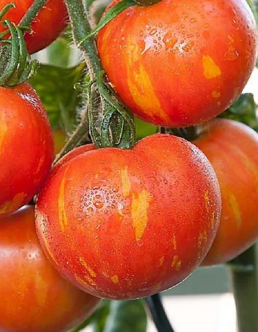 Миниатюра изображения сорта Обольститель 