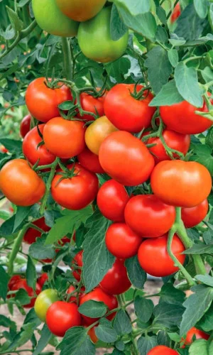 Миниатюра изображения сорта Огни Челябинска