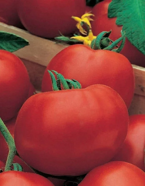 Миниатюра изображения сорта Оля 