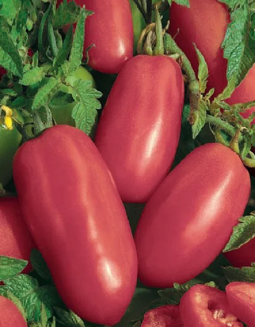 Миниатюра изображения сорта Перцевидный Малиновый 