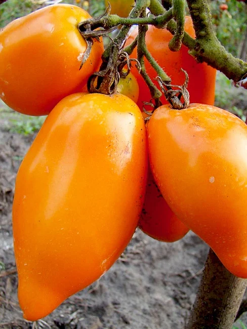 Миниатюра изображения сорта Перцевидный оранжевый