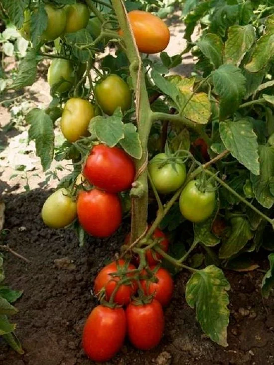 Миниатюра изображения сорта Петр 