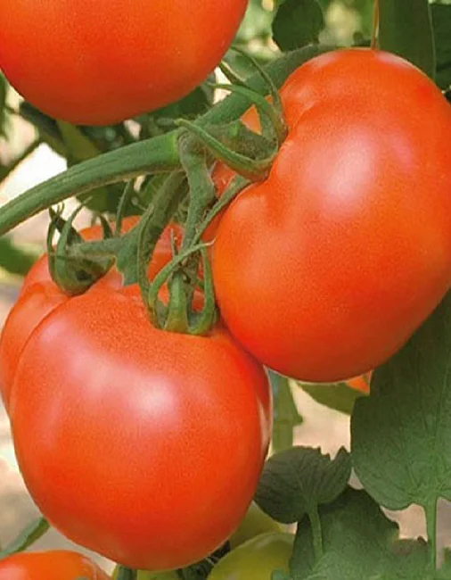 Миниатюра изображения сорта Астраханский 