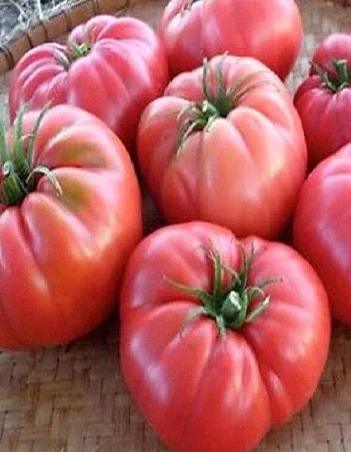 Миниатюра изображения сорта Полковник