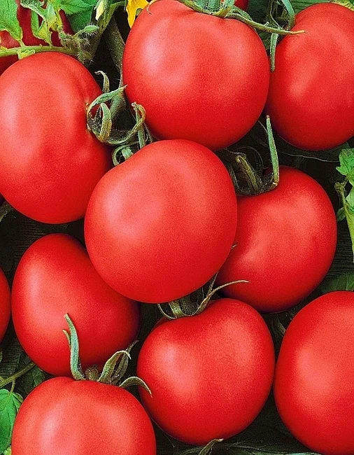 Миниатюра изображения сорта Праздничный 