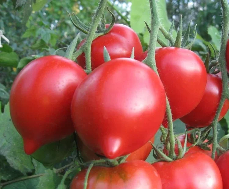 Миниатюра изображения сорта Примадонна 