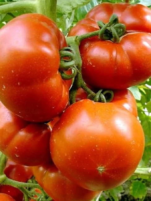 Райское наслаждение