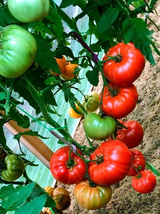 Миниатюра изображения сорта Райское наслаждение